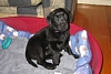 Bella's first day at home