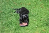 Bella chewing a toy