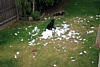 Bella after destroying her bed