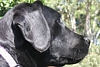 Bella's bonce (probably looking at food)