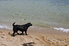 YouTube - Bella's Beach Adventure
