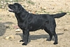 Bella's dad - Darcy